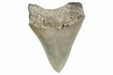 Serrated, Fossil Megalodon Tooth - North Carolina #379147-1